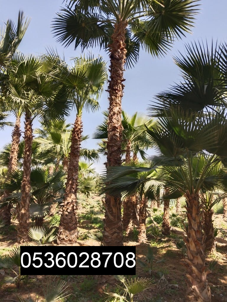 مقاول شبوك 0536028708